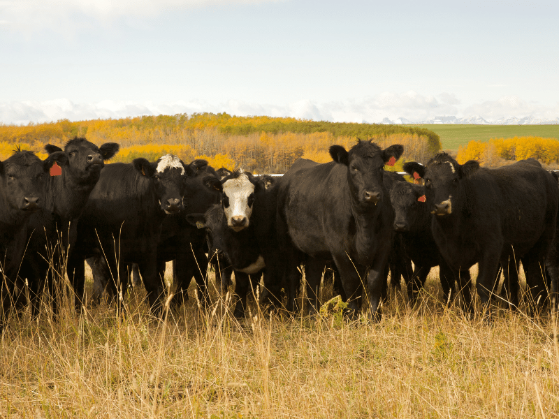 Nguồn gốc - Xuất xứ của thịt bò Black Angus