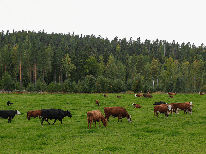 bò Úc được nuôi trong môi trường chăn thả tự nhiên
