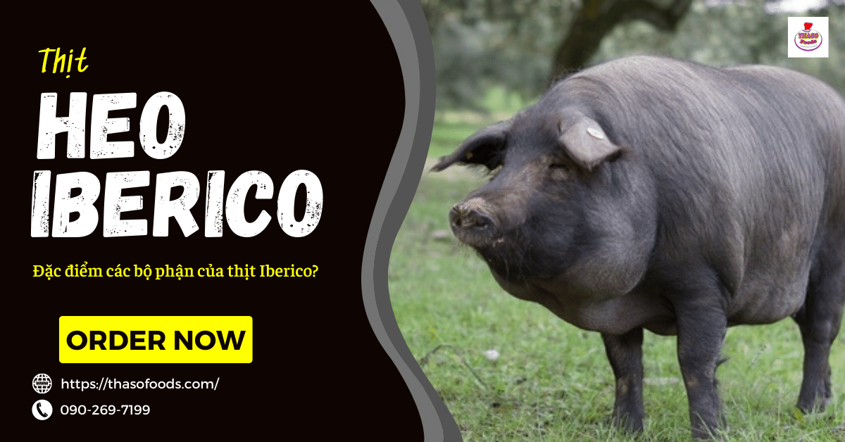 Đặc điểm các bộ phận của thịt heo Iberico – Bạn đã biết chưa?