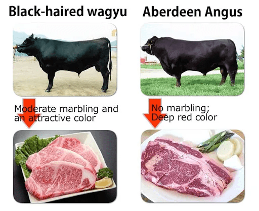 sự khác nhau giữa bò wagyu và bò black angus