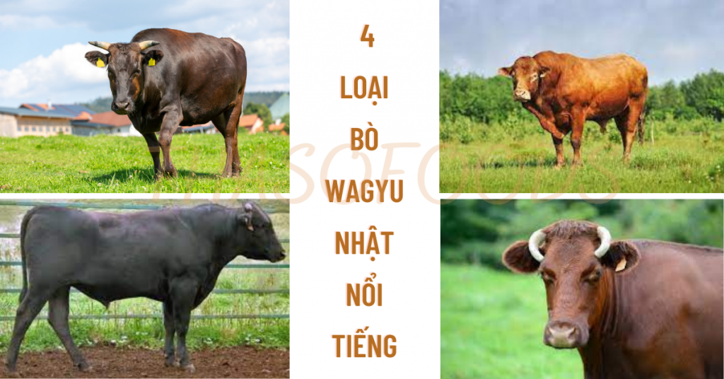 4 loại bò: bò wagyu đen, bò wagyu không sừng, bò wagyu sừng ngắn bò wagyu nâu, bò wagyu
