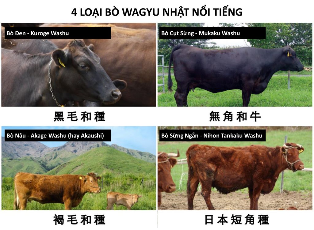 wagyu a5 thường là loại bò wagyu lông đen
