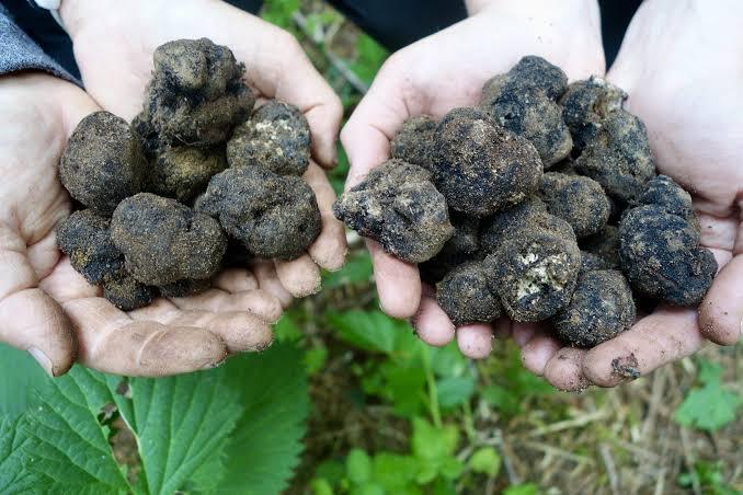 3 Đặc điểm của nấm truffle tươi – Những Điều Cần Biết Trước Khi Thưởng Thức